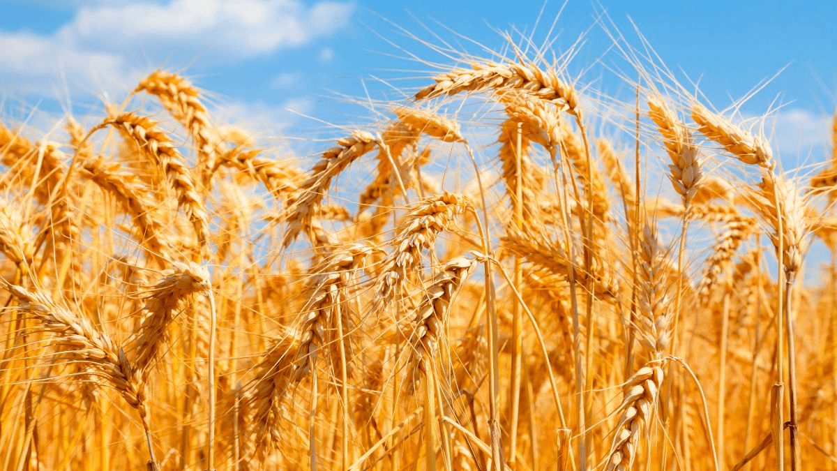 Búza, mint befektetés