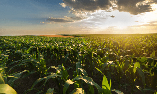 agricultura