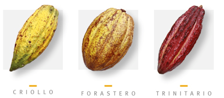 A különböző kakaófajták