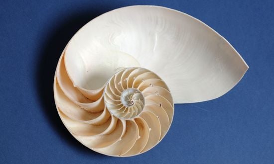 Fibonacci-sorozat